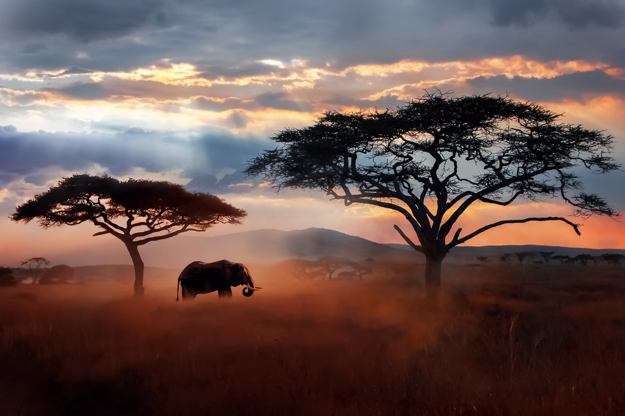 éléphant marchant dans la plaine au coucher de soleil par de Serengeti, Tanzanie