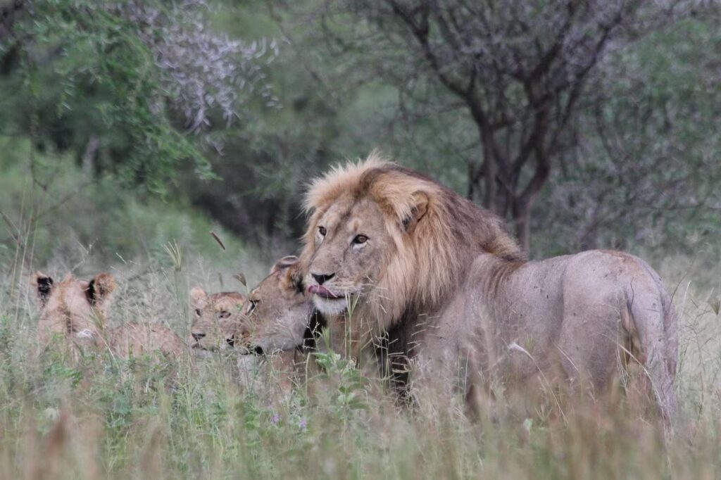 Portrait d'une lionne et ses petits au repos regardant dans le parc National de Tarangire, Tanzanie