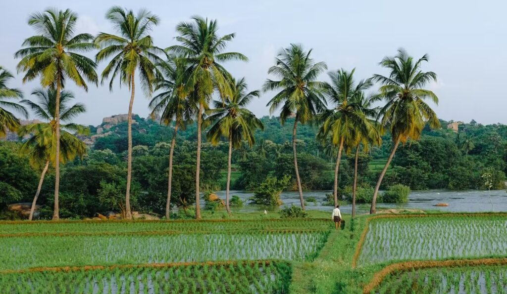 Rizières avec alignements de cocotiers en arrière-plan, Karnataka, Inde du Sud,
