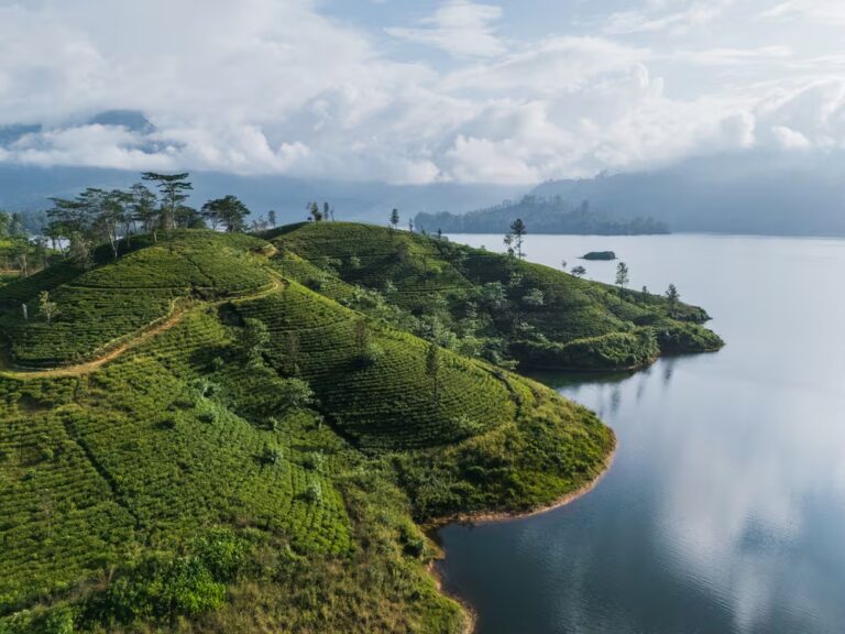 Vue aérienne de plantation de thé vert près d'un lac au Sri Lanka