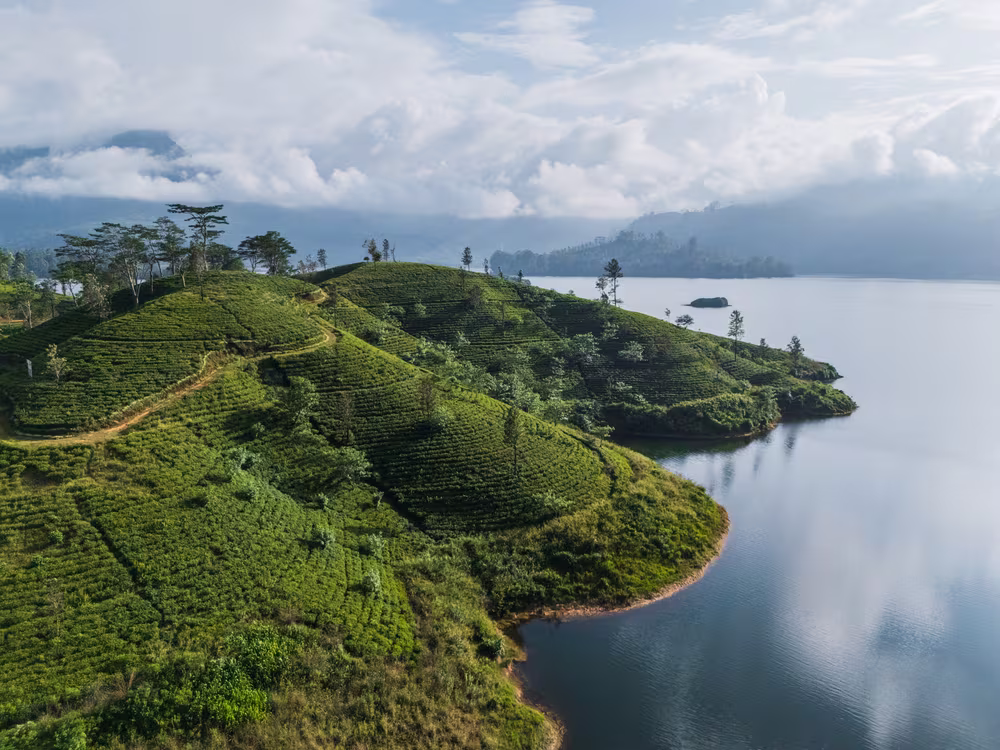 Vue aérienne de plantation de thé vert près d'un lac au Sri Lanka