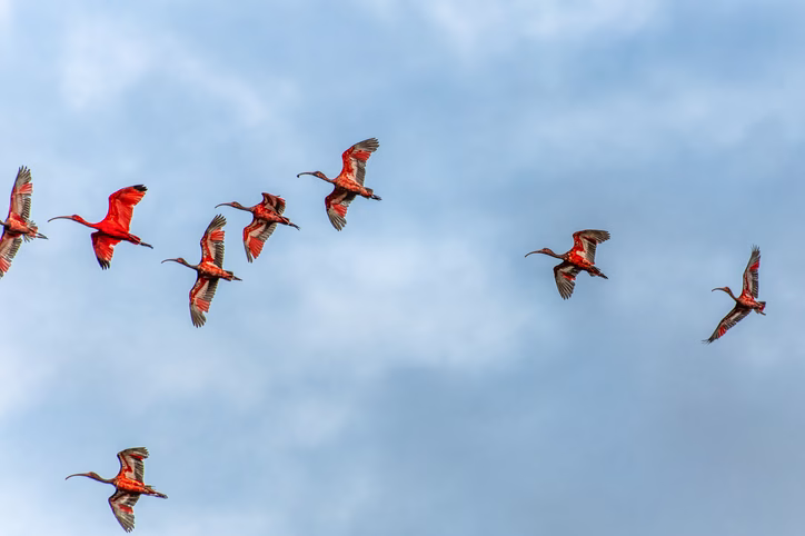 Brésil - Amazonie - Ibis Scarlet oiseaux - GettyImages-2208482573