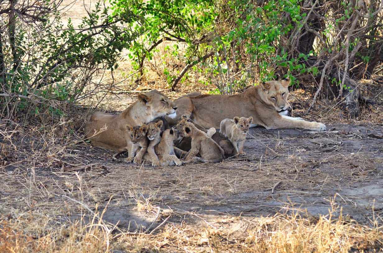 Deux lionnes et leurs lionceaux étendues sous un arbre dans le parc Tarangire, Tanzanie