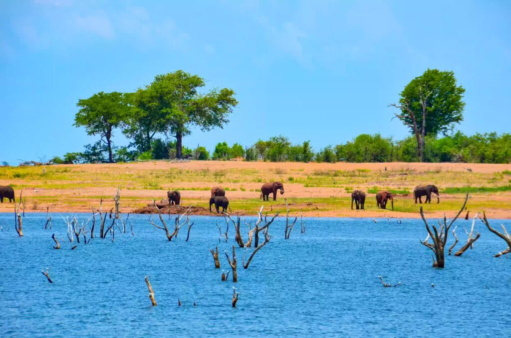 Eléphants dans le parc national Matusadona au Zimbabwe en Afrique