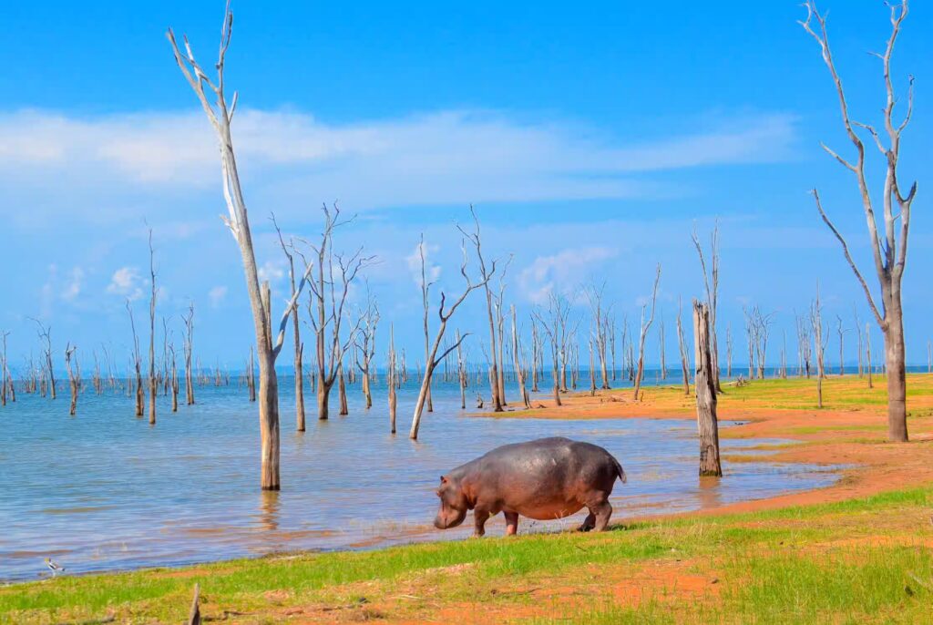Hippopotame dans le parc national Matusadona en Zimbabwe en Afrique