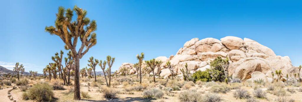 Arbres de Joshua (Yucca brevifolia) en zone de Hall of Horrors de Joshua Tree National Park, Californie