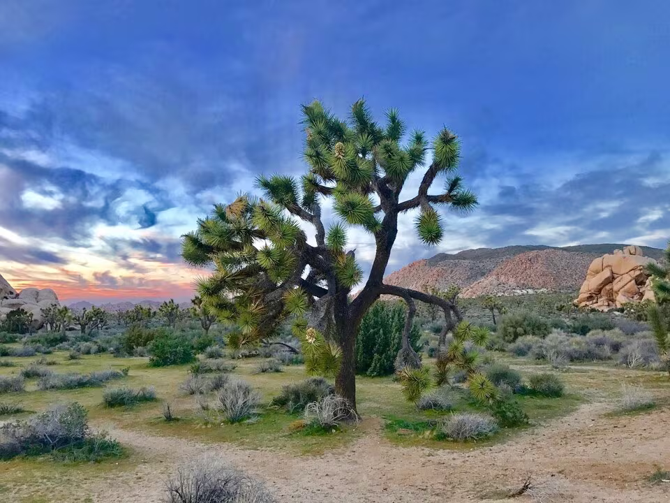 Prise resserrée d'un des arbres dans le Parc National de Joshua Tree, Californie