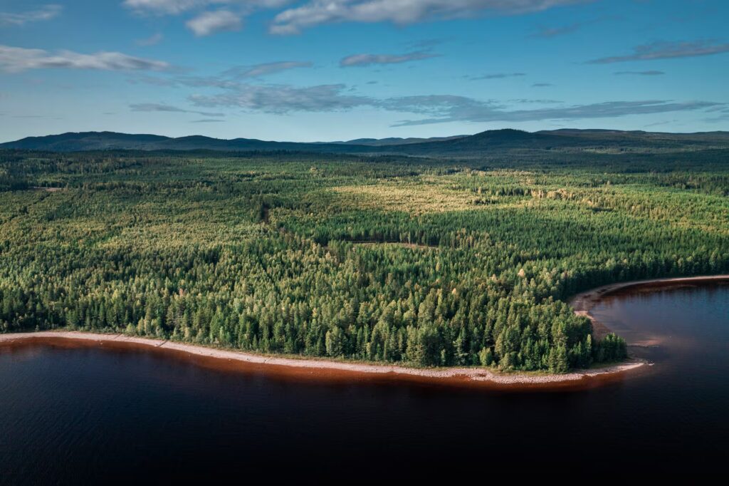 forêt dense vert sapin au bord d'un lac, Las Siljan, Dalércarlie, Suède