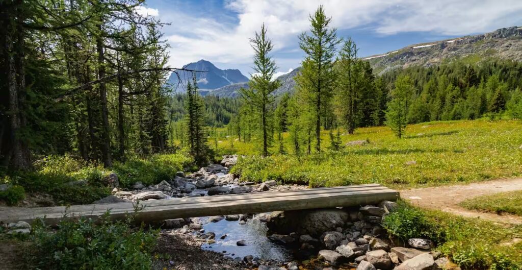 Ruisseau avec planche, végétation et montagnes, canada