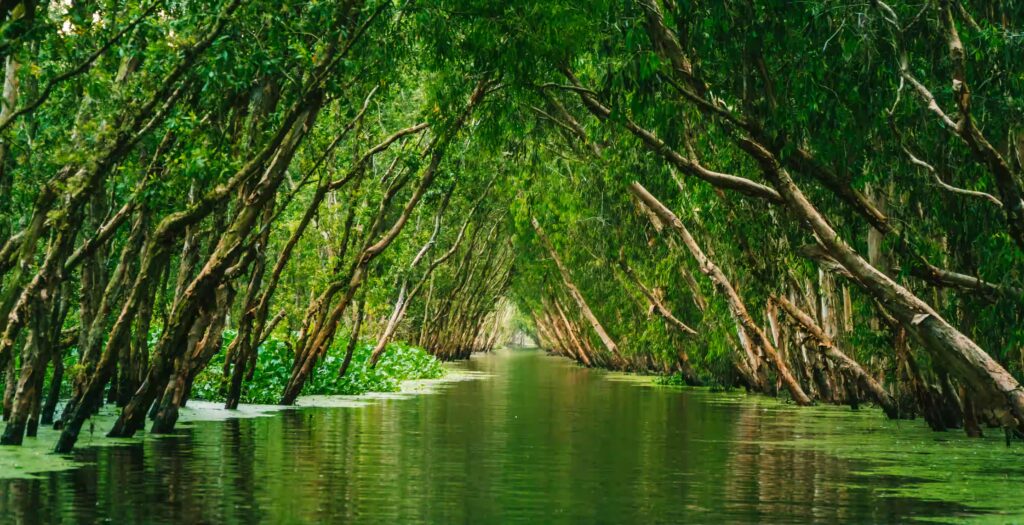 Fleuve avec arbres qui sortent de l'eau en biais, Vietnam