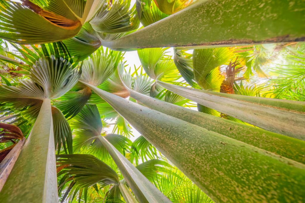 Arbre, Seychelles
