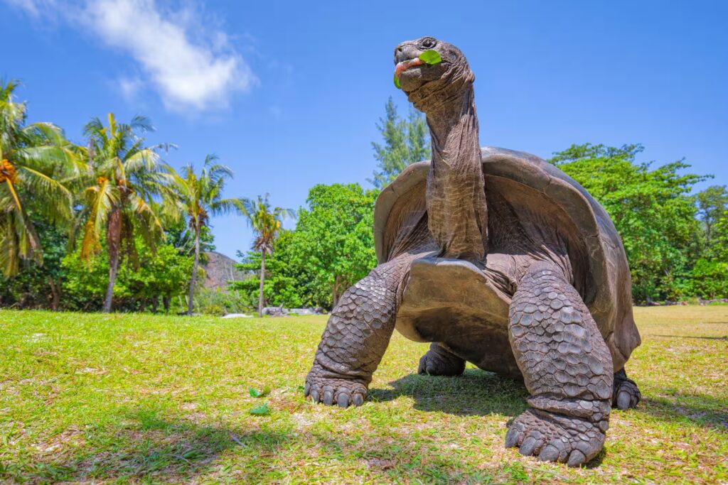 Tortue, ile Curieuse, Seychelles