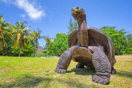 Tortue, ile Curieuse, Seychelles