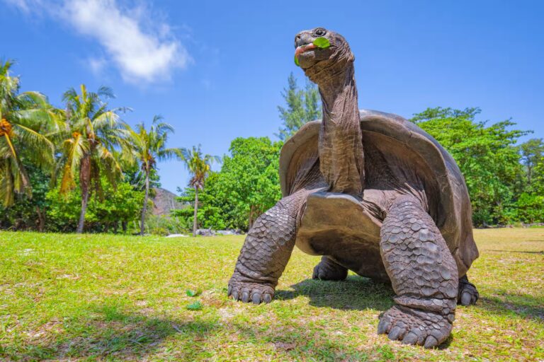 Tortue, ile Curieuse, Seychelles