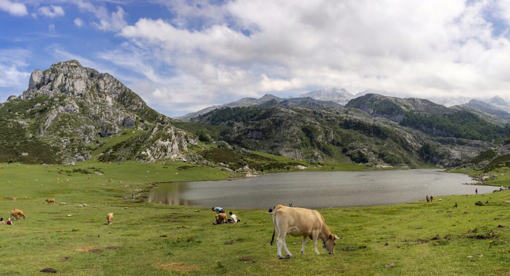 Point d'eau, vaches, herbe verte et roches