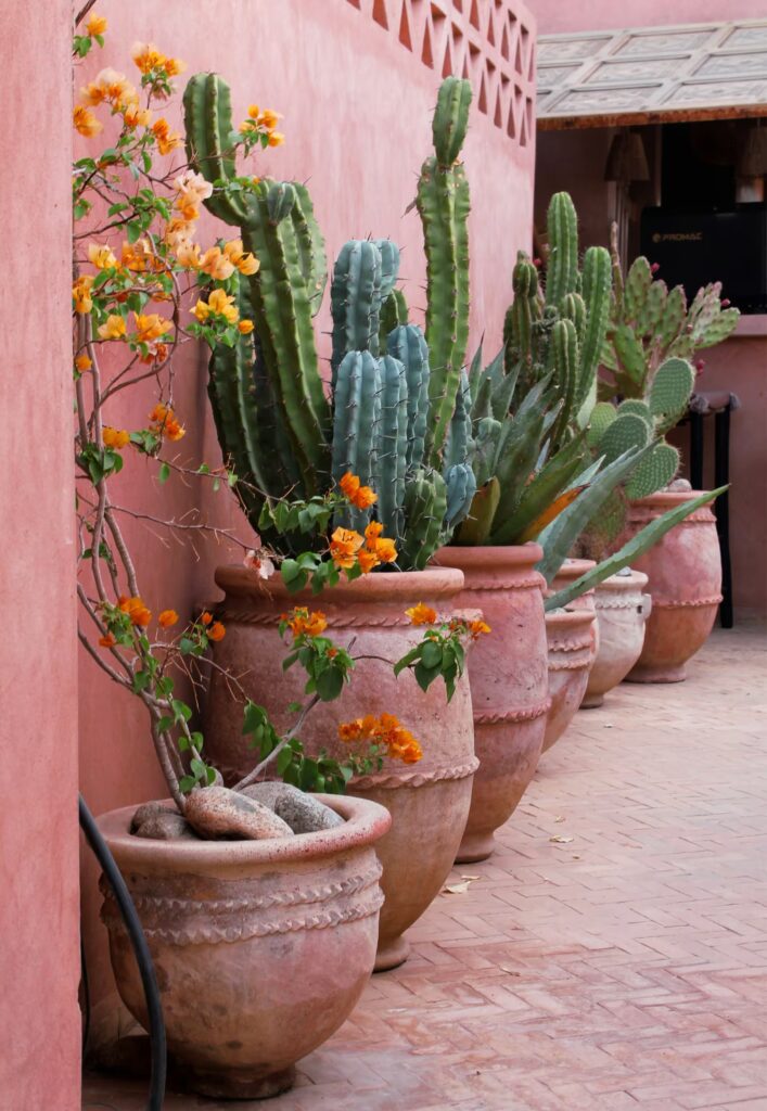 Pots de fleurs et de cactus aligné dontre un mur le long d'un passage
