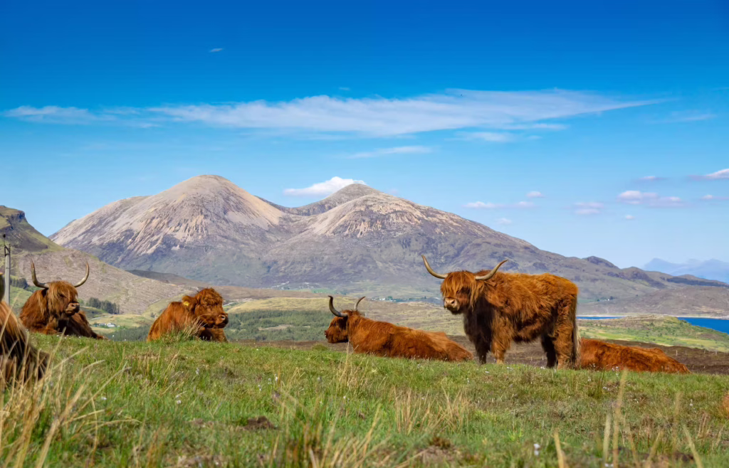 Vaches marrons deboutet allongées dans l'herbe avec montagnes en fond