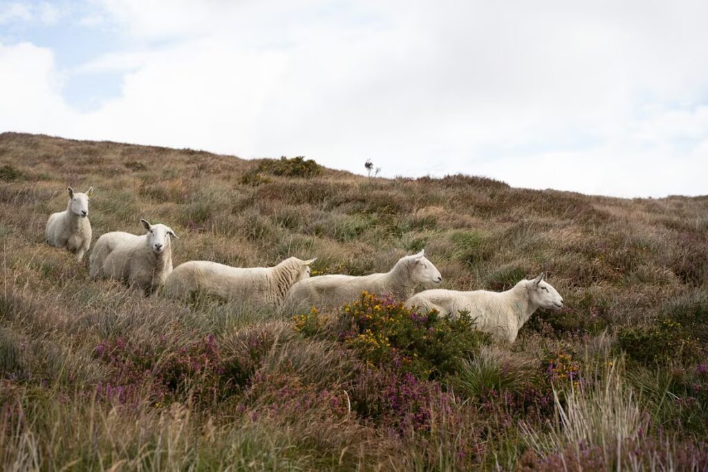 Cinq moutons dans les herbes mi-hautes