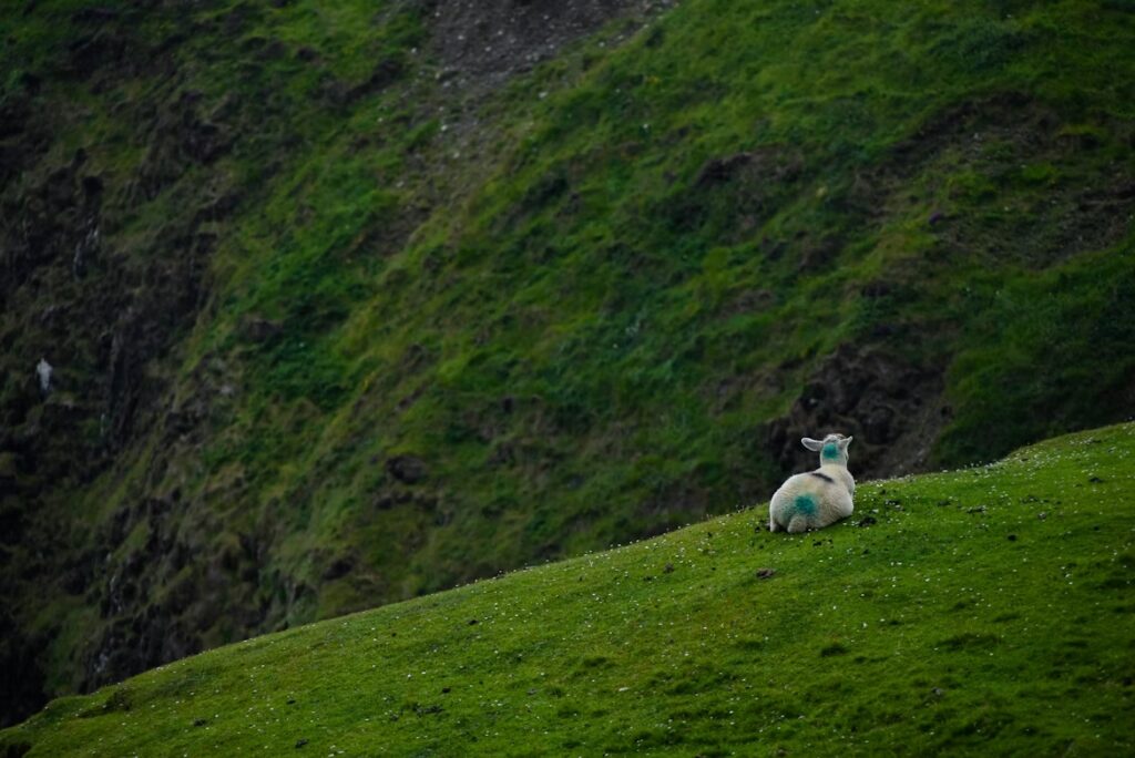 Mouton avec deux point de peintures bleu, allongé dans l'herbe sur une pente