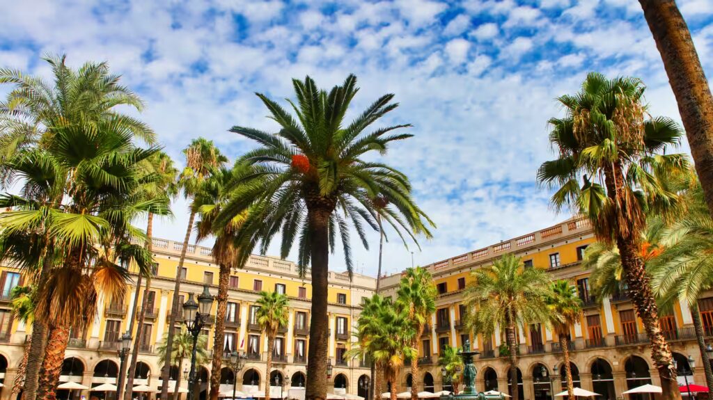 Palmiers sur la Place Royale, Barcelone, Espagne
