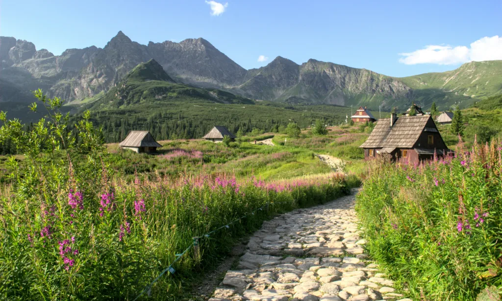 maison en bois marron pres du champ dherbe verte et de la montagne pendant la journee