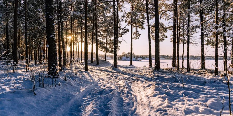 le soleil brille a travers les arbres dans la neige