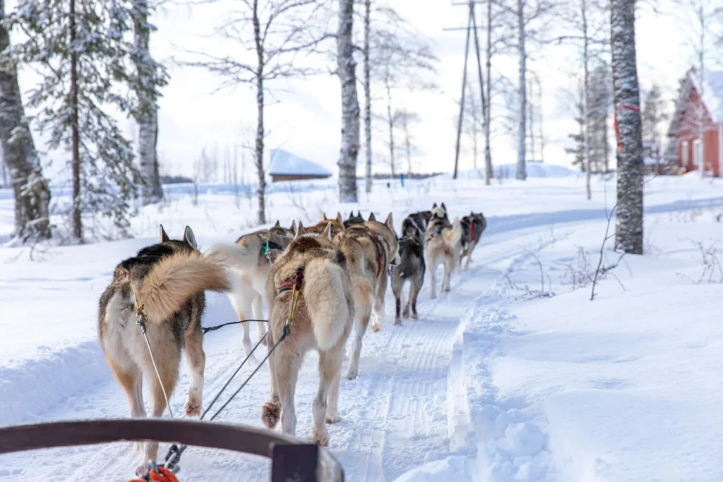 huski chien de traineaux