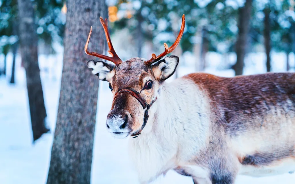 Renne, Rovaniemi, Laponie