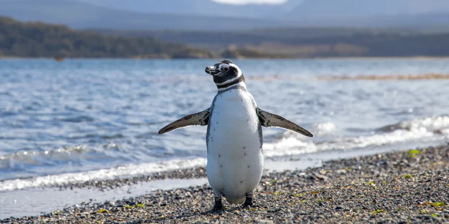 pingouin blanc et noir sur le bord de la mer